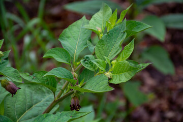 Atropa belladonna, commonly known as belladonna or deadly nightshade, is  poisonous perennial herbaceous plant in  nightshade family Solanaceae - obrazy, fototapety, plakaty