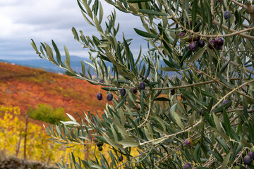 Ripe black and green olives hanging op olive tree