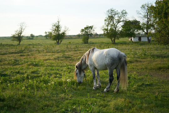 Horse in the field eating grass morning nature animal