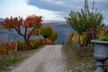 Panoramic view on Douro river valley and colorful hilly stair step terraced vineyards in autumn, wine making industry in Portugal - obrazy, fototapety, plakaty