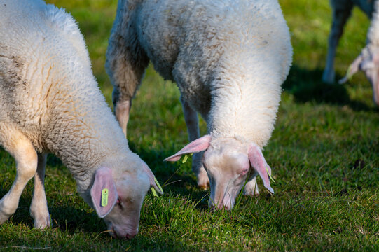 Group Of Adult And Young Lambs Grazing Grenn Grass On Farm In Zeeland, Netherlands