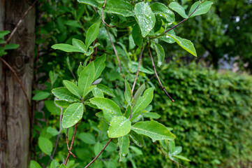 Botanical collection, Lonicera caprifolia climbing plant