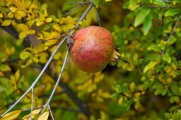 Red ripe juicy pomegranate fruit on tree ready to harvest