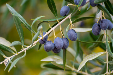 Ripe black and green olives hanging op olive tree