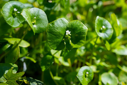Spring blossom of Claytonia perfoliata or miner's lettuce, Indian lettuce, spring beauty, winter purslane.