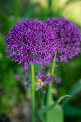 Botanical collection, violet blossom of ornamental garden plant Alllium, chive onion plant