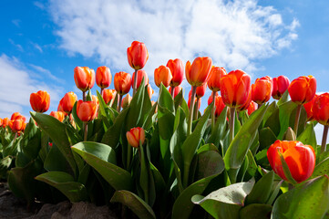 Tulip bulbs production industry, red tulip flowers fields in blossom in Netherlands up view