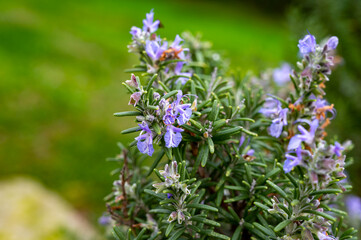 Blue blossom of aromatic kitchen herb rosemary