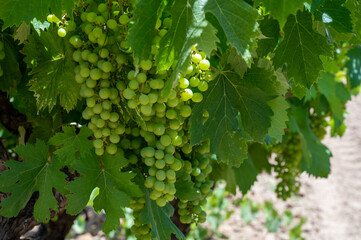 Winemaking in  department Var in  Provence-Alpes-Cote d'Azur region of Southeastern France, vineyards in July with young green grapes close up, near Saint-Tropez, cotes de Provence wine.