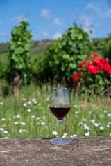 Tasting of burgundy red wine from grand cru pinot noir  vineyards, glass of wine and view on green vineyards in Burgundy Cote de Nuits wine region, France