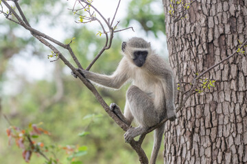 Vervet monkey in tree