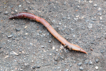 Earthworm on wet asphalt puddle Crassiclitellata closeup after rain