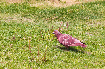 Red dove walks on green grass on a sunny day