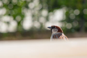 The city sparrow peeps out from behind the shelter, the head is close
