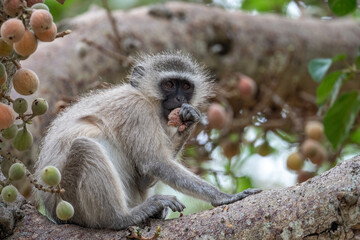 Vervet monkey in tree