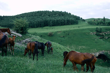 herd of horses in the field green grass animals landscape