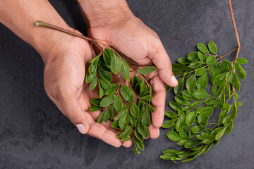 Moringa Oleifera - Male Hands With Fresh Moringa Leaves
