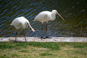 Two yellow spoonbills are standing by the lake in Dalyellup, Western Australia on a hot summer morning.