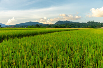 Fototapeta premium The vast green rice fields are growing. time to yield rice seed