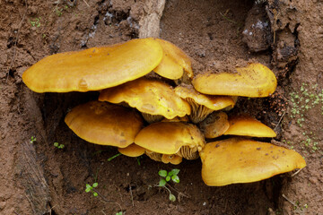 Jack-o-lantern mushroom. Pulgas Ridge, San Mateo County, California, USA.