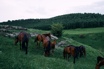 Fototapeta premium herd of horses in a field green grass landscape wilderness
