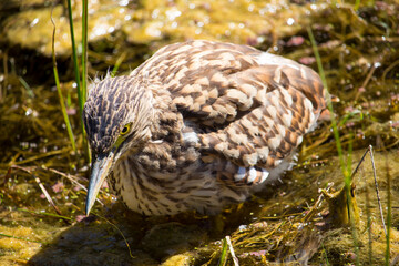Juvenile Nankeen Night heron Nycticorax caledinicus ,is heavily spotted and streaked grey-brown with a grey-black bill with yellowish cutting edges, and feet olive green with yellow eyes,in a swamp. 
