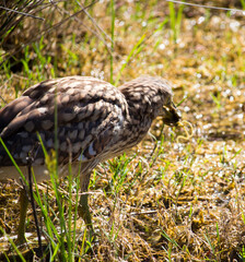 Juvenile Nankeen Night heron Nycticorax caledinicus ,is heavily spotted and streaked grey-brown with a grey-black bill with yellowish cutting edges, and feet olive green with yellow eyes,in a swamp. 