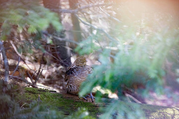 Ruffed Grouse sleepy on drumming log