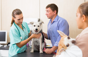 Woman vet examines a dog in clinic. High quality photo