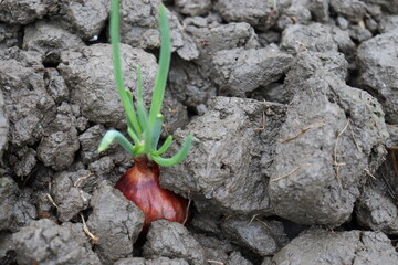green colored onion farm on field