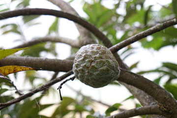 sugar apple on tree in firm