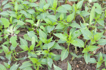 green colored chili tree in the firm