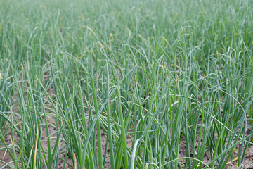 green colored onion farm on field