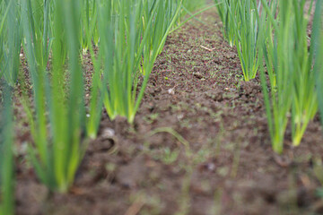 green colored onion farm on field