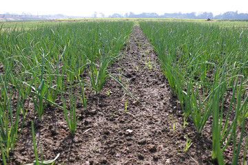 green colored onion farm on field