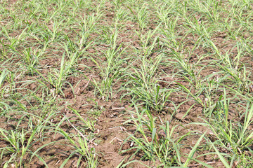 green colored onion farm on field