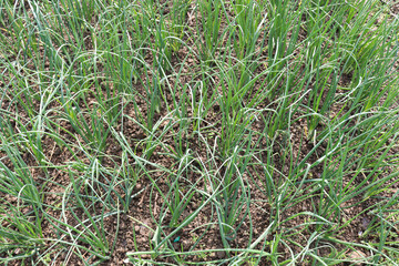 green colored onion farm on field