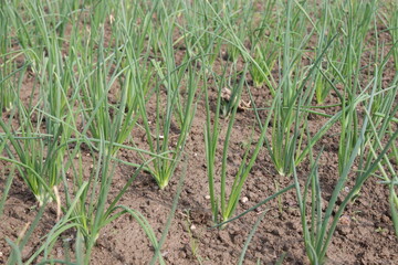 green colored onion farm on field