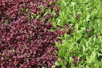 red and green colored spinach farm