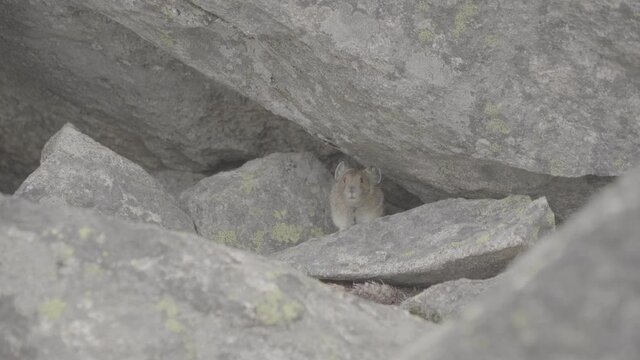 Pika squeaks then hides in hole  