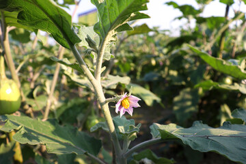 brinjal on tree in the farm for harvest