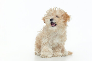 young shaggy puppy maltipu sits in the studio on a white background