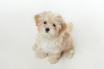 young shaggy puppy maltipu sits in the studio on a white background