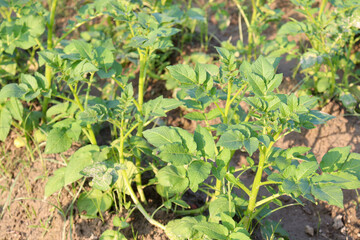 green colored potato farm on field