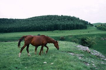 herd of horses in a field green grass landscape wilderness
