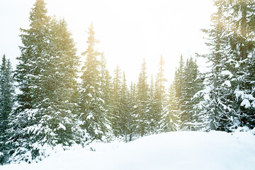 Frozen winter forest pine trees in December. Dreamy atmospheric landscape frozen scenery