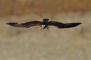 魚を捕獲するため、爪の鋭い足を下ろしつつ川にダイブしようとする猛禽類の大きなタカ、ミサゴ英名オスプレイ