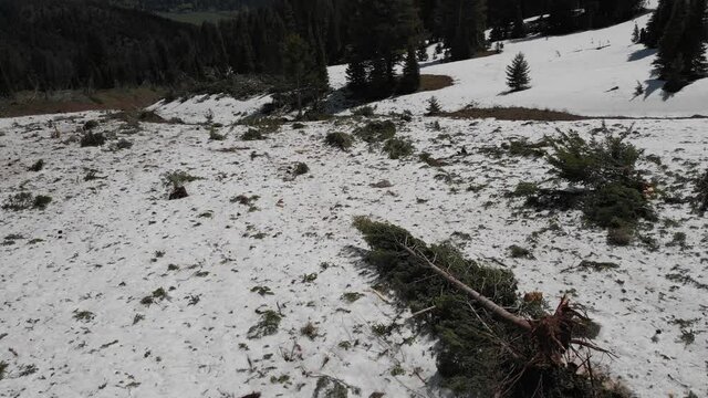 Flying over avalanche damage in spring time 