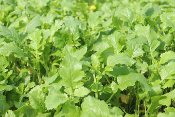 mustard and onion firm view on field