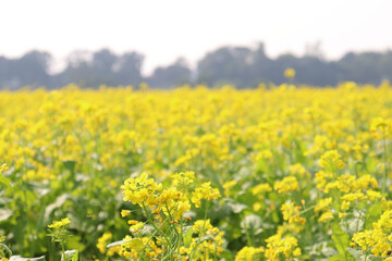 mustard and onion firm view on field